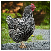 Barred Rock Barred Rock