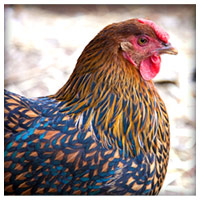 Cuckoo Maran Golden Laced Wyandotte