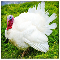 Broad Breasted White Broad Breasted White