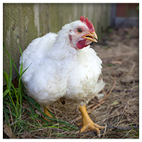 Cornish Cross White Broiler Cornish Cross White Broiler
