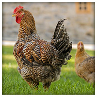Imperial Broilers Imperial Broiler